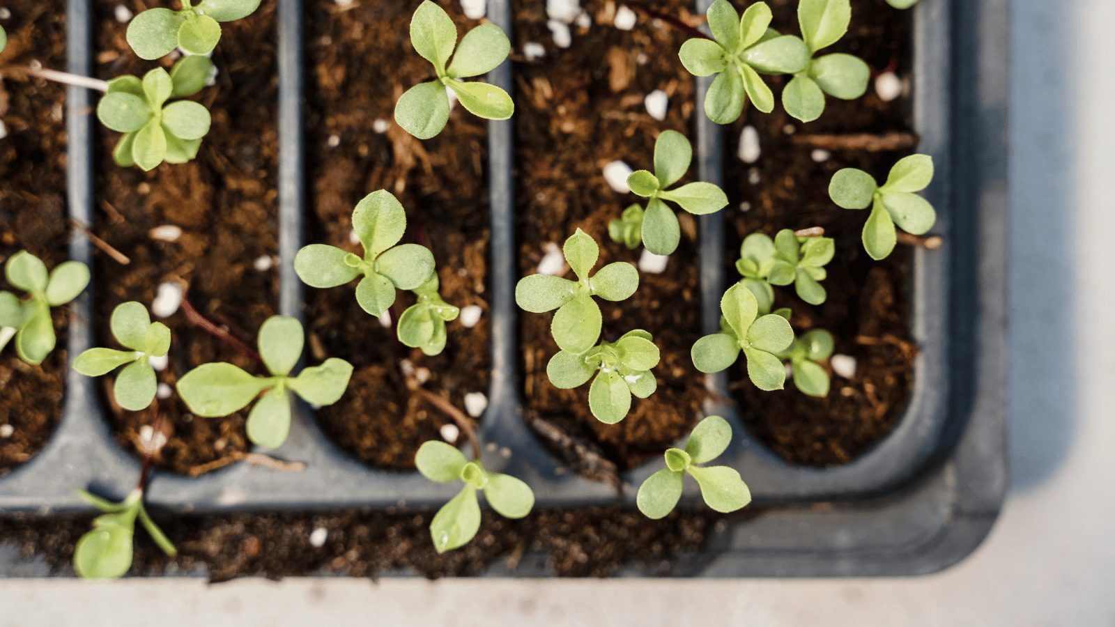 A top-down view of several small green seedlings growing in a black plastic seed starter tray filled with dark potting soil.